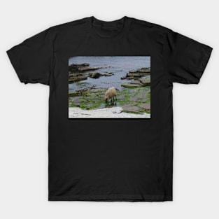 Seaweed-eating sheep T-Shirt